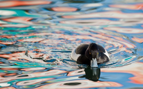 Image black and white duck on water