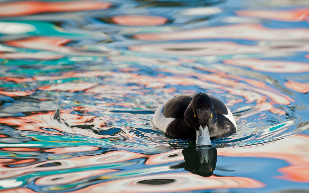 black and white duck on water