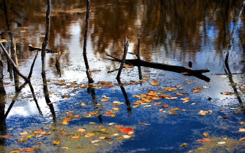 Image brown tree branch on water