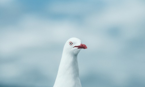 Image white bird in close up photography