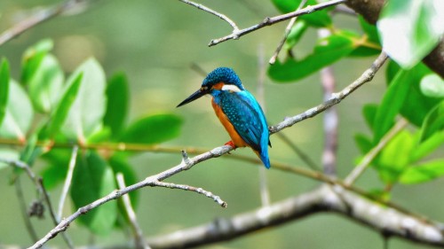 Image blue and green bird on brown tree branch