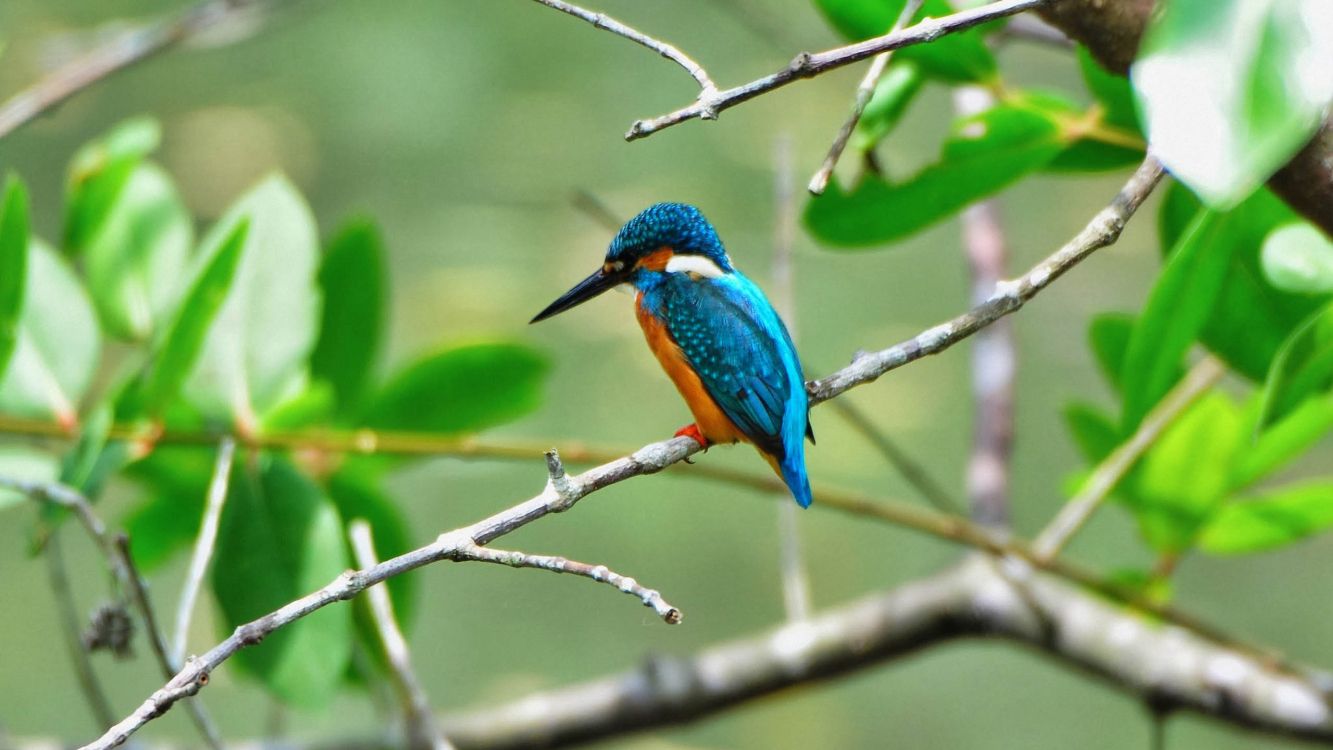 blue and green bird on brown tree branch