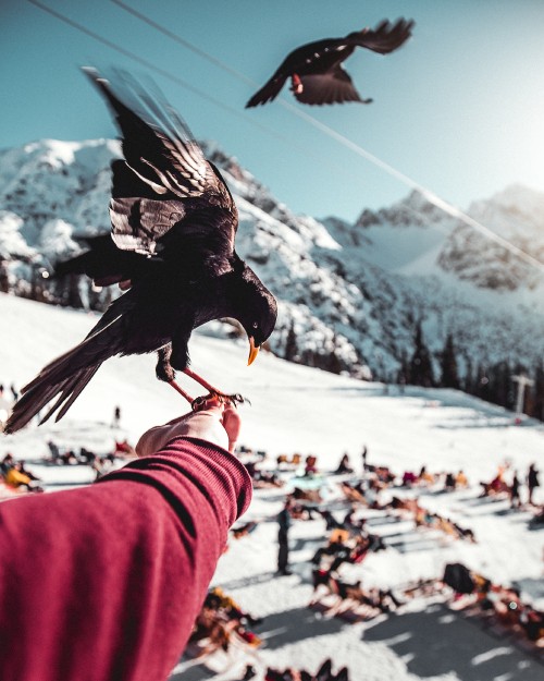 Image black bird on persons hand