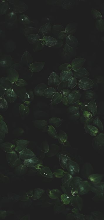 陆地上的植物, 液体, 地被, 草, 年度工厂 壁纸 1516x3200 允许