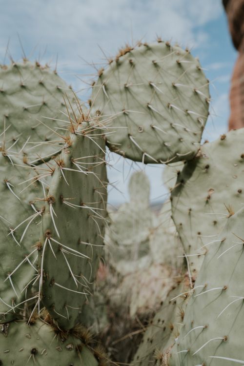 Planta de Cactus Gris Durante el Día. Wallpaper in 5304x7952 Resolution