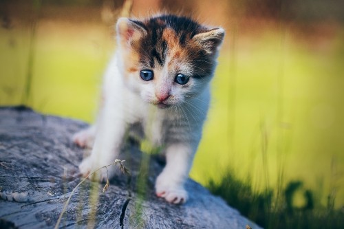 Image white and brown kitten on gray rock