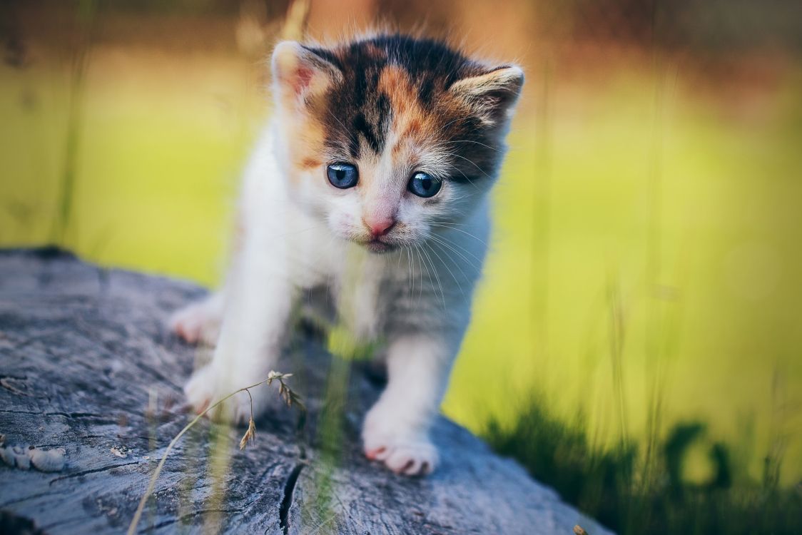 white and brown kitten on gray rock