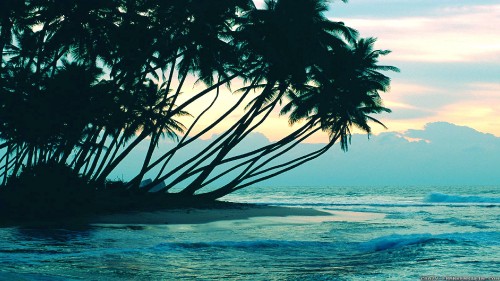 Image silhouette of palm trees near body of water during sunset