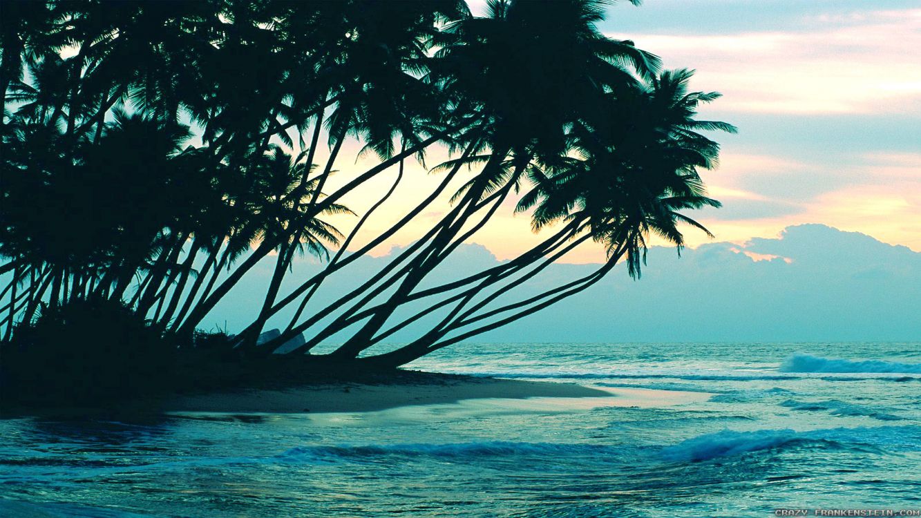 silhouette of palm trees near body of water during sunset