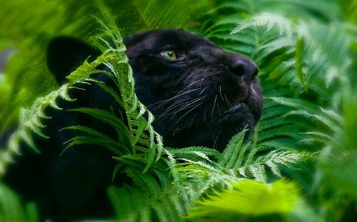 Image black cat on green plant