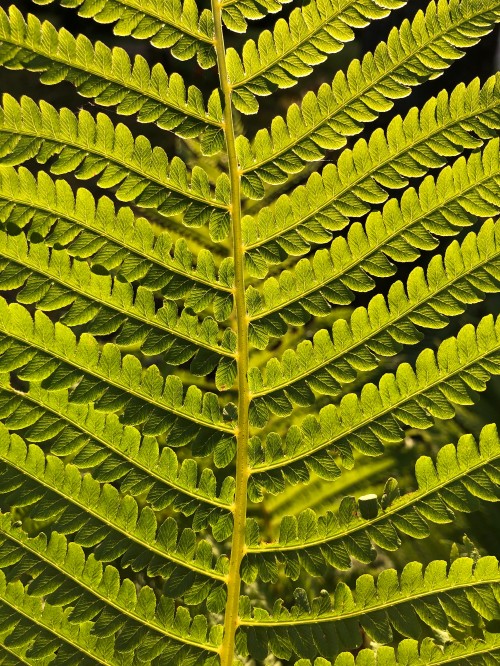 Image leaf, fern, ostrich fern, plant stem, vascular plant