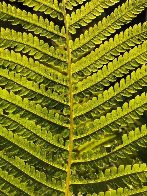 leaf, fern, ostrich fern, plant stem, vascular plant