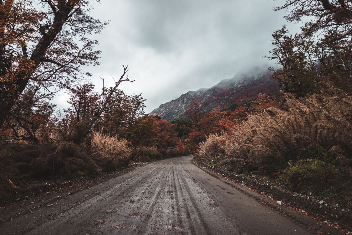 road, natural landscape, tree, cloud, asphalt