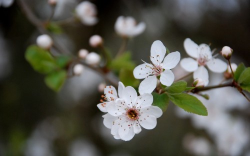 Image white cherry blossom in close up photography