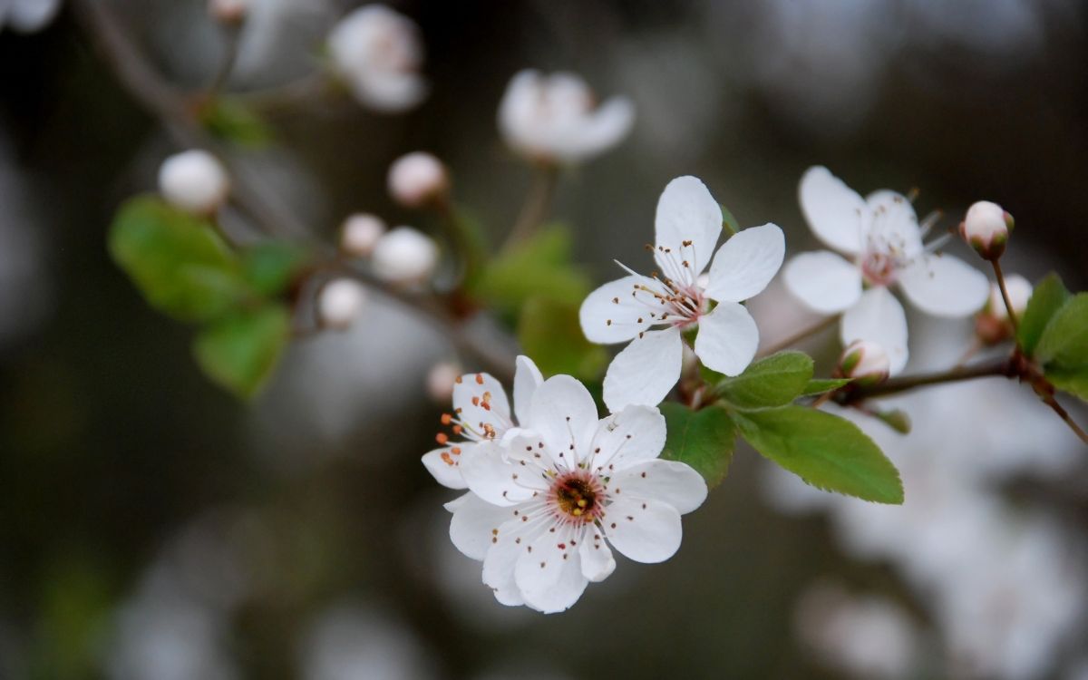 white cherry blossom in close up photography