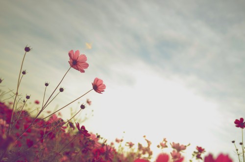 Image pink flowers under white clouds during daytime