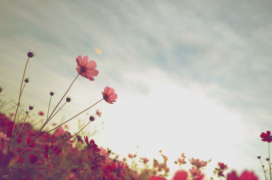 Fleurs Roses Sous Des Nuages Blancs Pendant la Journée. Wallpaper in 4928x3264 Resolution