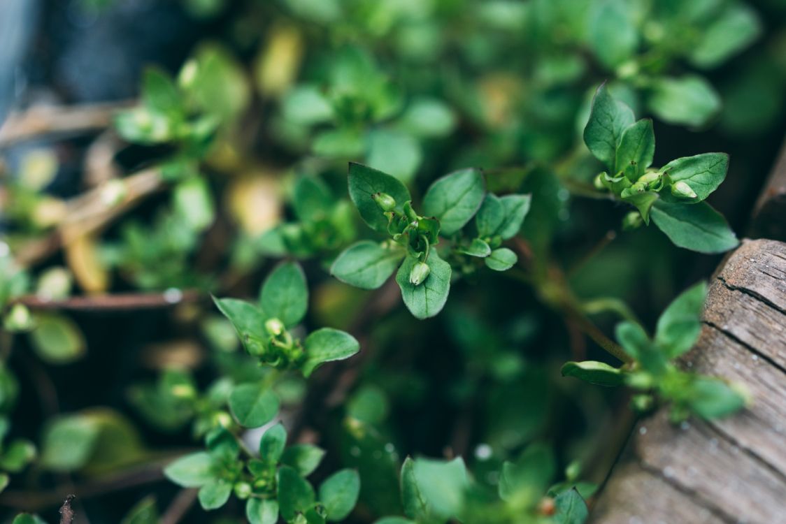 Plante Verte en Macro Shot. Wallpaper in 5848x3899 Resolution