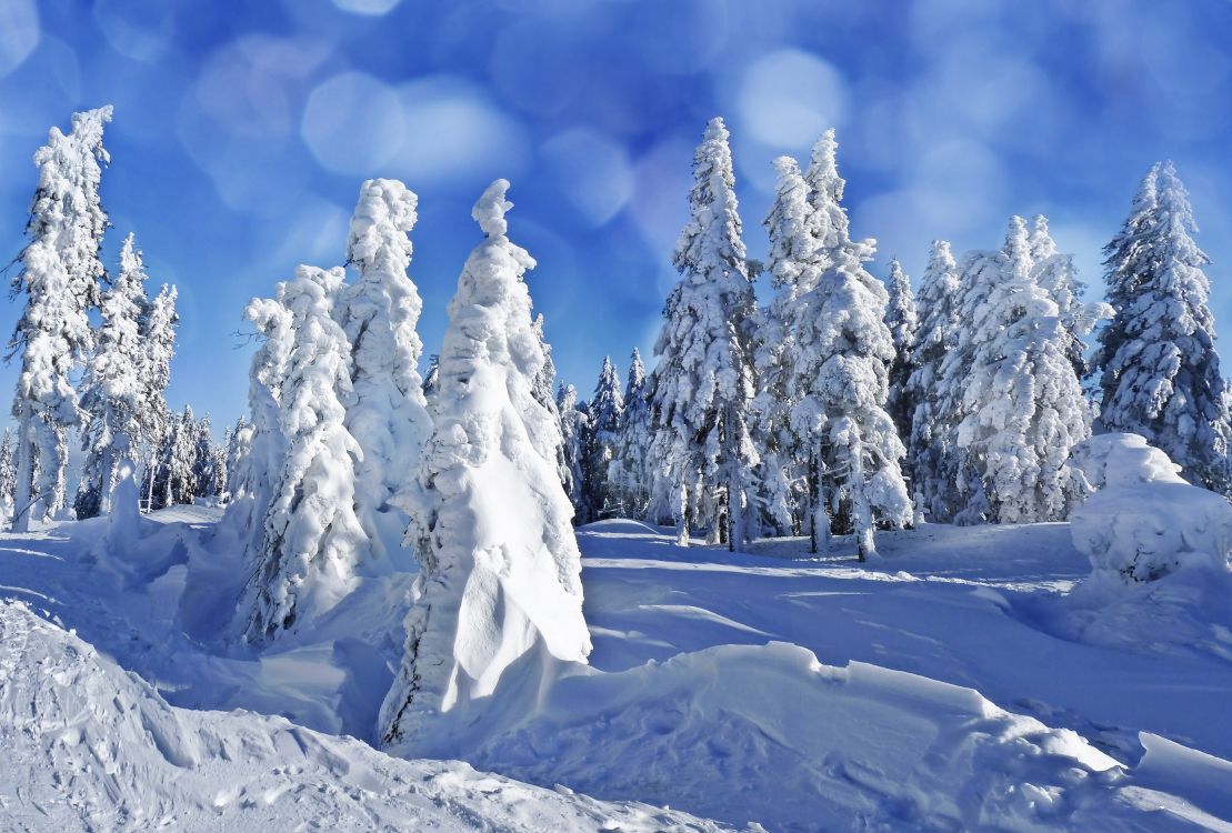 Árboles Cubiertos de Nieve Bajo un Cielo Azul Durante el Día. Wallpaper in 5000x3380 Resolution