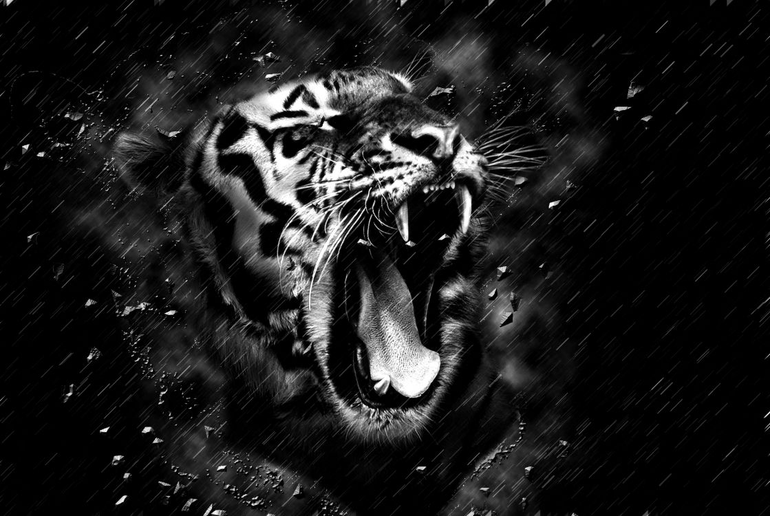 Tigre, Tigre Blanco, Tigre de Bengala, Rugido, Negro. Wallpaper in 3150x2110 Resolution