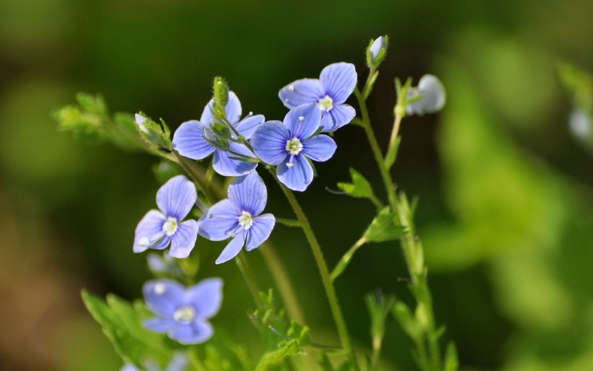 purple flower in tilt shift lens