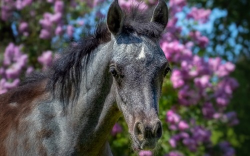 Image horse, plant, fawn, grass, flower