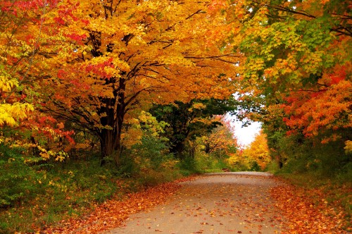 Image brown and green trees beside road during daytime