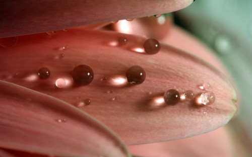 Image water droplets on pink flower