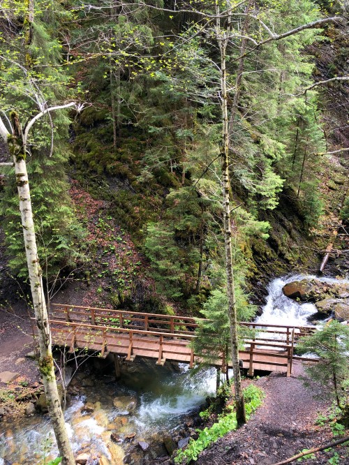 Image nature, natural environment, natural landscape, bridge, leaf