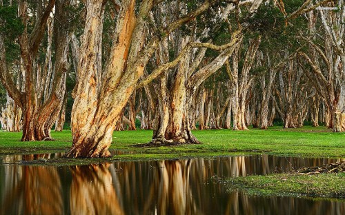 Image brown trees near river during daytime