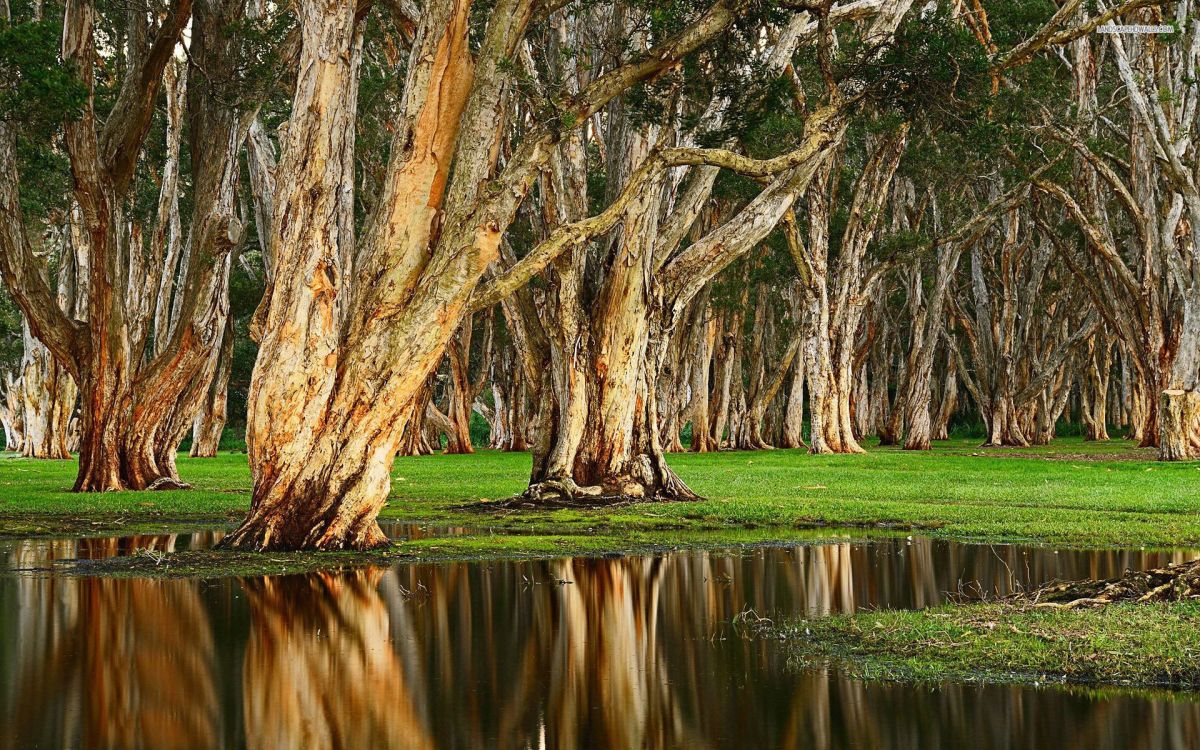 brown trees near river during daytime