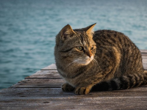 Image brown tabby cat on wooden dock