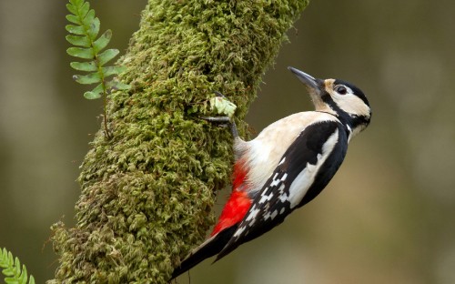 Image white black and red bird on tree branch