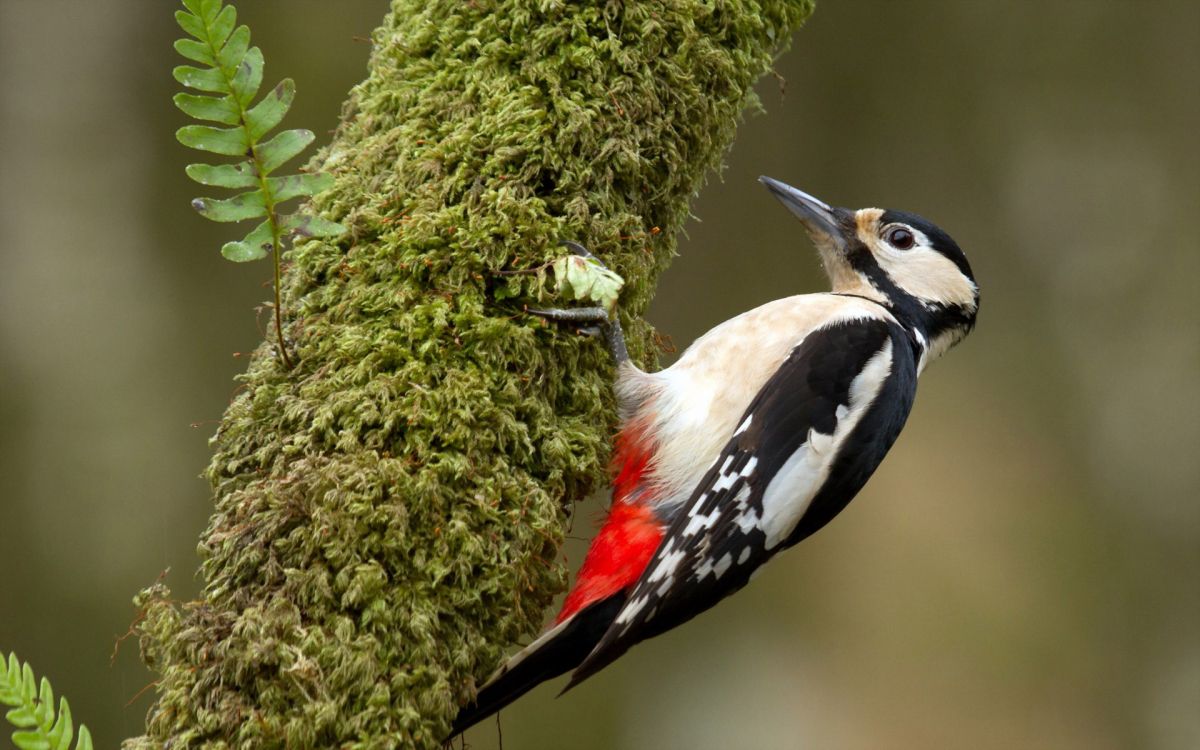 white black and red bird on tree branch