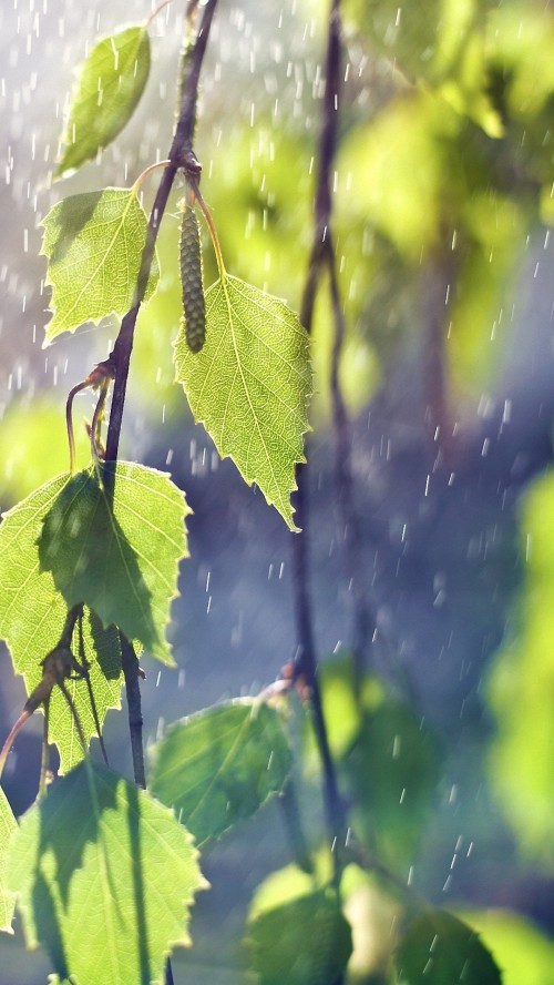 Image green leaf plant during daytime