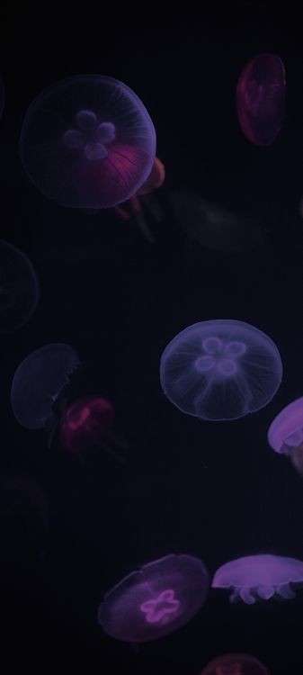 Méduse, la Bioluminescence, Purple, Les Invertébrés Marins, Noir. Wallpaper in 1080x2400 Resolution