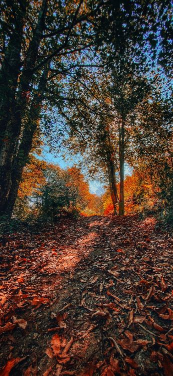 Nature, Feuilles Caduques, Environnement Naturel, Feuille, Paysage Naturel. Wallpaper in 1420x3073 Resolution