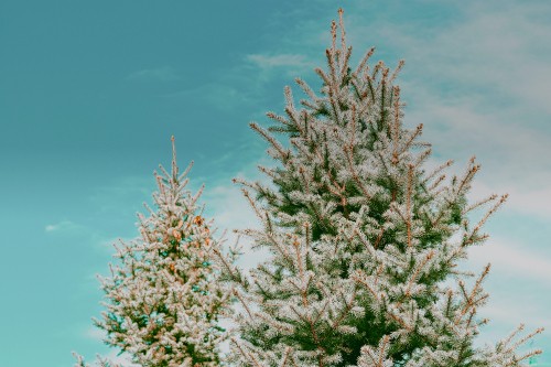 Image spruce, tree, plant, flower, woody plant