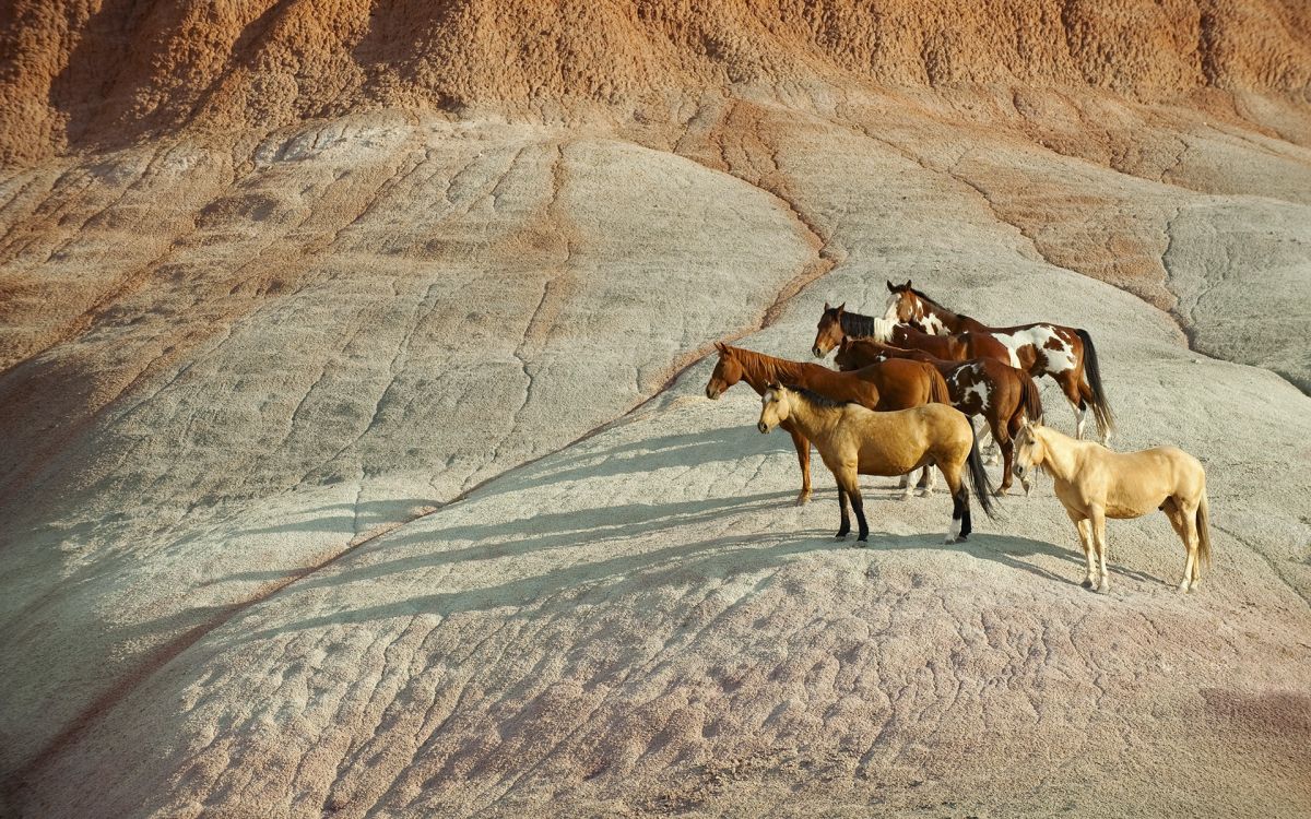 herd of horses on brown field during daytime