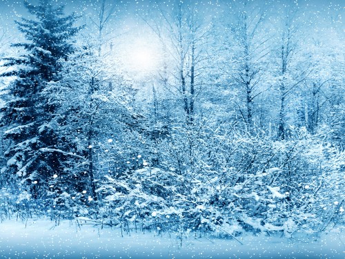 Image snow covered trees during daytime