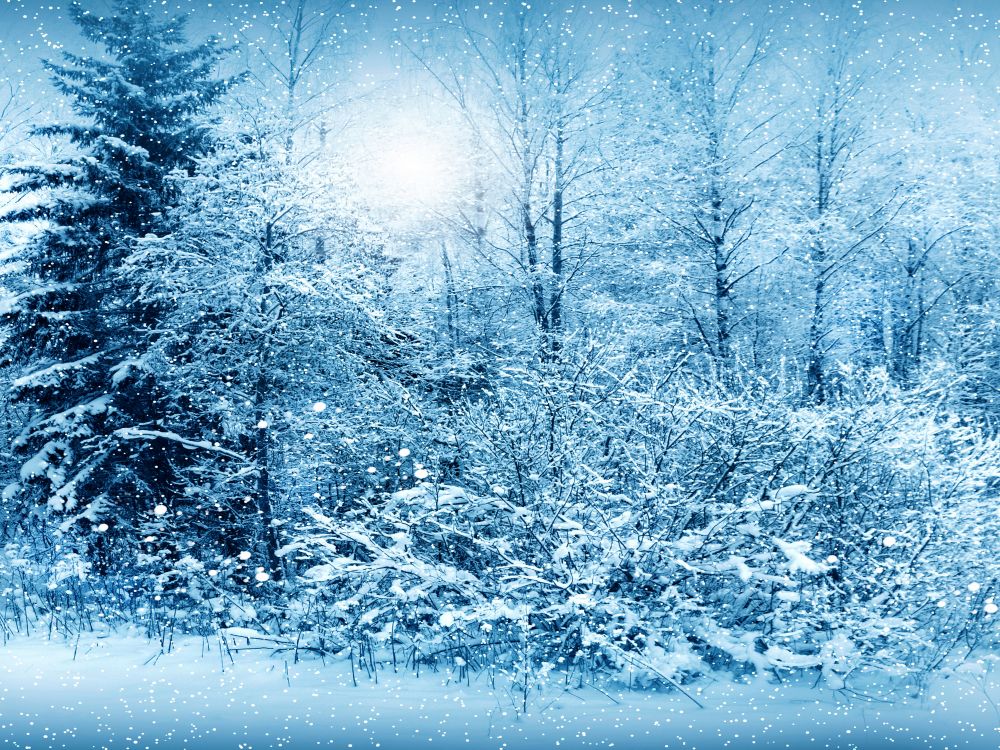 snow covered trees during daytime