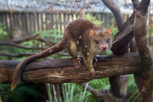 Image brown rodent on brown tree branch during daytime