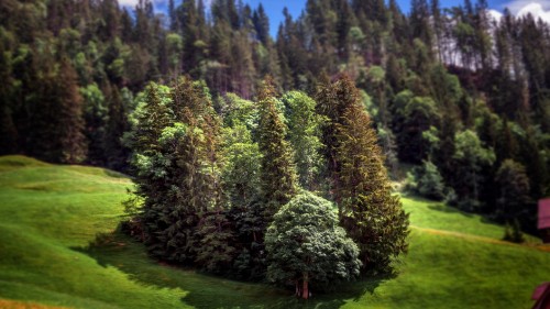 Image green and brown trees on green grass field during daytime