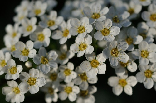 Image flower, yellow, flowering plant, white, rose