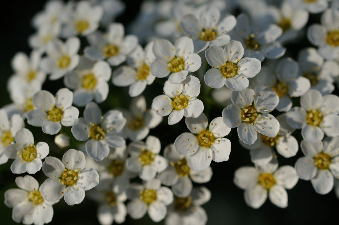 flower, yellow, flowering plant, white, rose