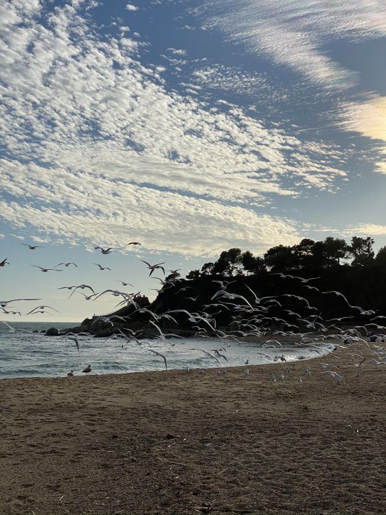 Strand, Wasser, Flüssigkeit, Cloud, Ufer. Wallpaper in 1536x2048 Resolution