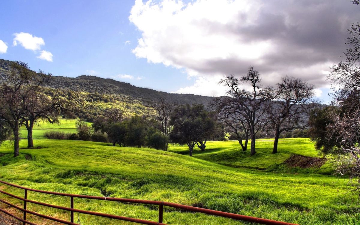 green grass field with trees under blue sky during daytime