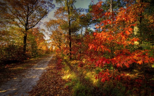 Image red and yellow leaves on pathway