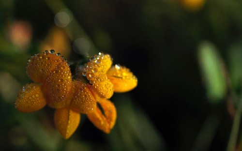 Image yellow flower in tilt shift lens