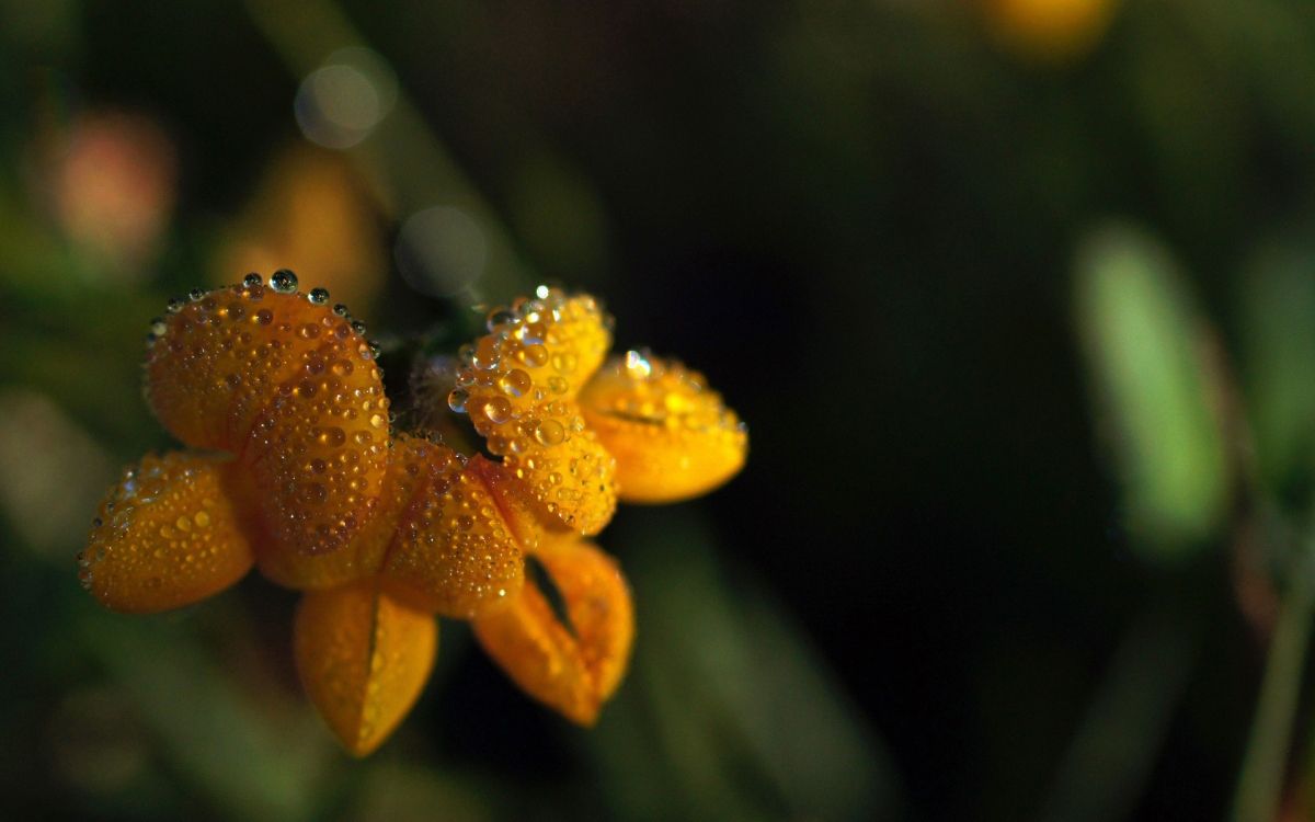 yellow flower in tilt shift lens